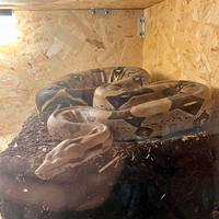 Boa del suriname femmina adulta