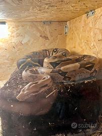 Boa del suriname femmina adulta