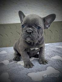 Bulldog francesi esotici