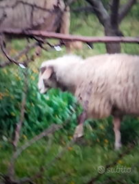 Pecore/agnell