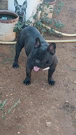 Bulldog francese