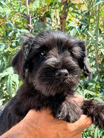 Cucciolo schnauzer nano nero