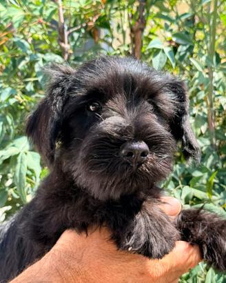 Cucciolo schnauzer nano nero