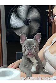 Bulldog francese grigio esotico