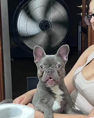 Bulldog francese grigio esotico
