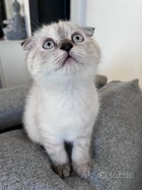 Scottish Fold, Straight e Highland