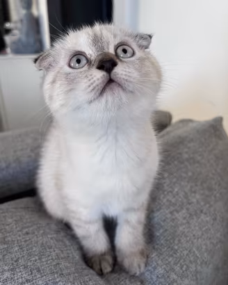Scottish Fold, Straight e Highland