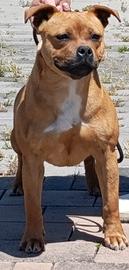 Staffordshire bull terrier