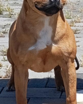Staffordshire bull terrier