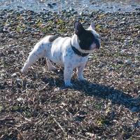 Bulldog Francese