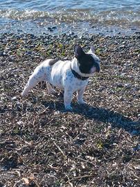 Bulldog Francese