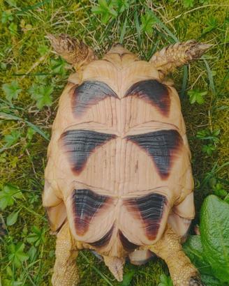 Tartarughe di terra Testudo marginata