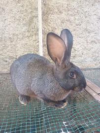 Conigli nostrani giovani