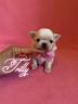 chihuahua-femmina-a-pelo-lungo-con-pedigree-enci