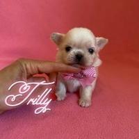 Chihuahua femmina a pelo lungo con pedigree enci