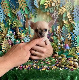 Chihuahua mini toys