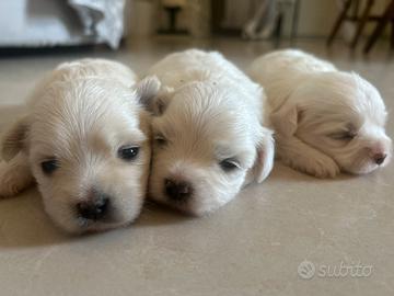Disponibile tre splendidi maltese di razza pura