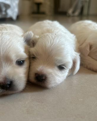 Disponibile tre splendidi maltese di razza pura
