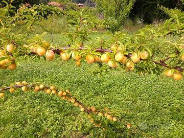 piante da frutta biologiche  5 anni . 