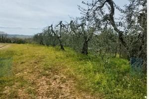 Terreno agricolo
