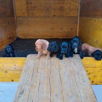 Cuccioli di cocker neri