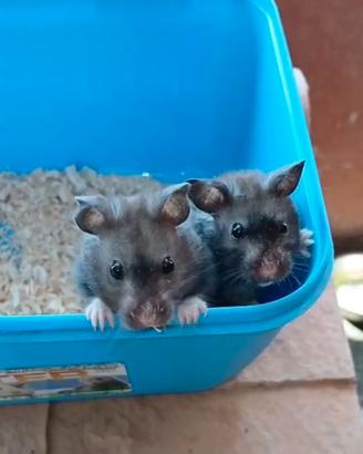 Cuccioli di criceti dorati