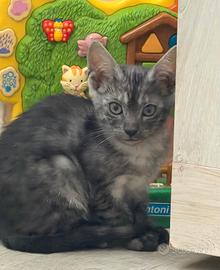 cuccioli pura razza Bengala 