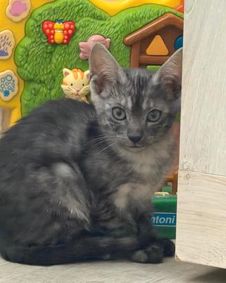 cuccioli pura razza Bengala 