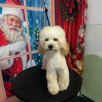 Barboncino maschietto