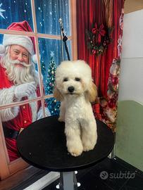 Barboncino maschietto