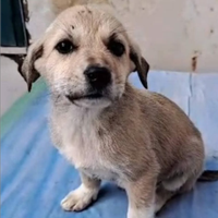 Cucciola incrocio labrador dolcissima