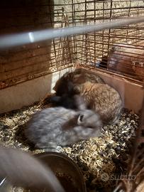 Coniglietti testa di leone ariete