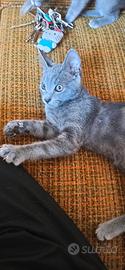 Gattini