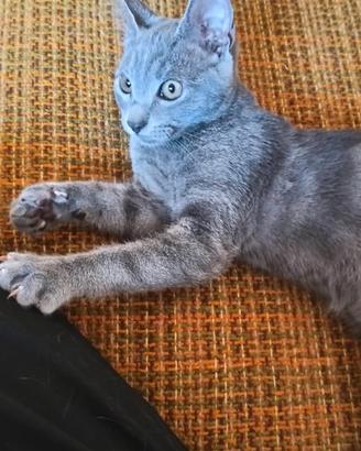 Gattini