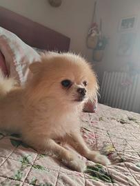 Volpino di pomerania