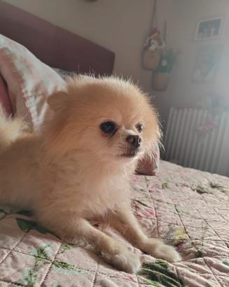 Volpino di pomerania