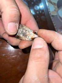 Cardellino favato