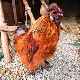 Gallo moroseta ecocincina millefiori