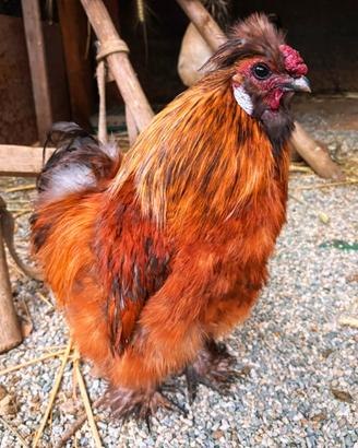 Gallo moroseta ecocincina millefiori