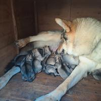 Piccoli di lupo cecoslovacco