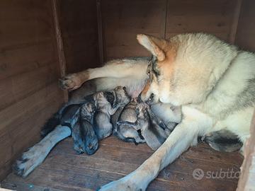 Piccoli di lupo cecoslovacco