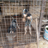 Griffon bleu de gascogne