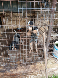 Griffon bleu de gascogne