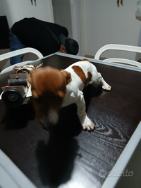 Cucciolo Jack Russel terrier zampa corta