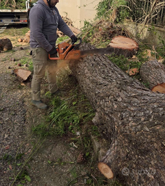 Abbattimento alberi