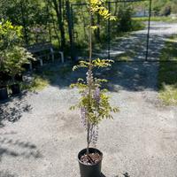 Glicine viola h 150cm