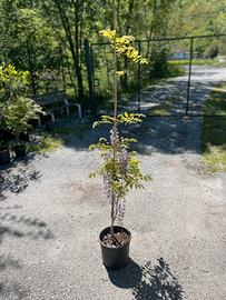 Glicine viola h 150cm