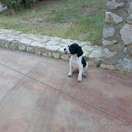 Cuccioli di breton