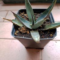 Agave x nigra piante
