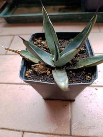 Agave x nigra piante